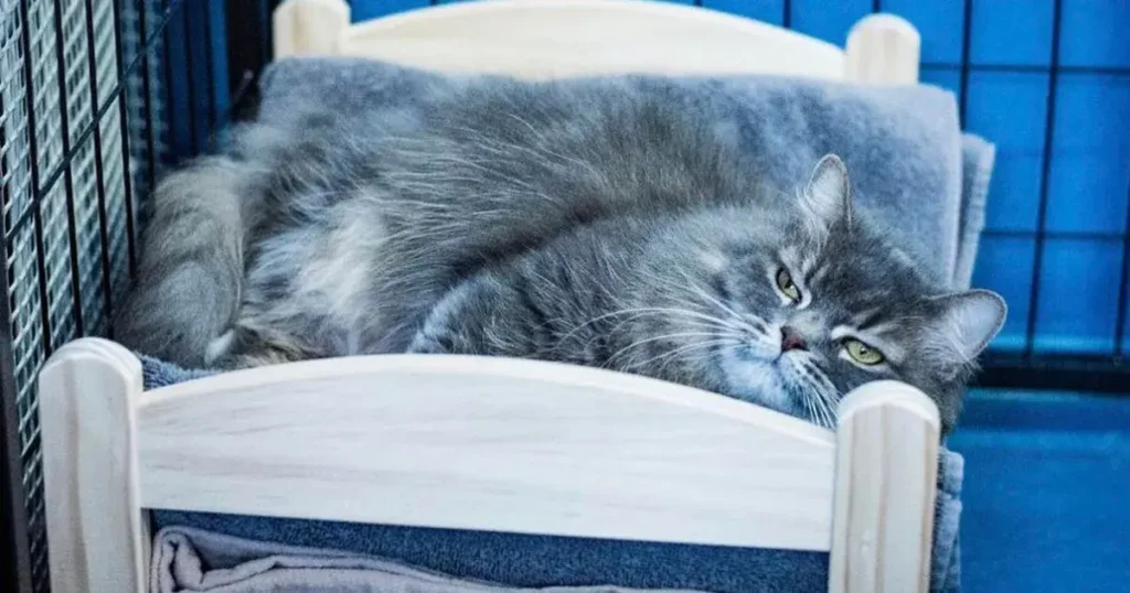 Donating Pillows to Animal Shelters